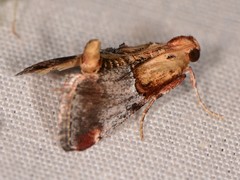 Cacozelia basiochrealis