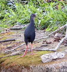 Pardirallus nigricans