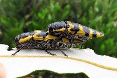 Cyrioides imperialis