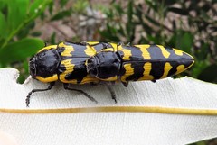Cyrioides imperialis