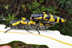 Cyrioides imperialis