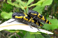 Cyrioides imperialis