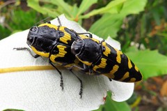 Cyrioides imperialis