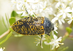 Stigmodera macularia