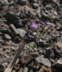 Centaurea virgata squarrosa