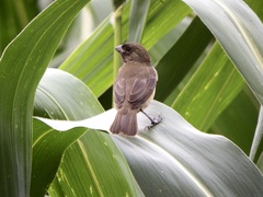 Sporophila nigricollis