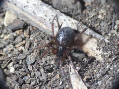 Steatoda bipunctata
