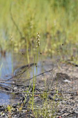 Prasophyllum australe