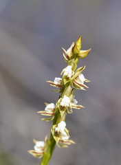 Prasophyllum australe