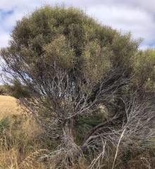 Hakea mitchellii