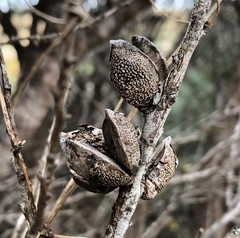 Hakea mitchellii