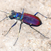 Beautiful Tiger Beetle - Photo (c) Steven Mlodinow, some rights reserved (CC BY-NC), uploaded by Steven Mlodinow