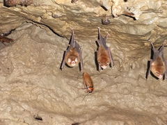 Natalus tumidirostris