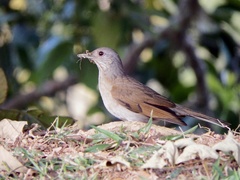 Turdus leucomelas