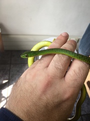 Philothamnus natalensis