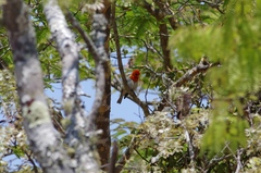 Anaplectes rubriceps