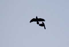 Corvus corax kamtschaticus
