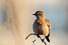 Saxicola maurus