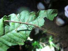 Ocnophiloidea regularis
