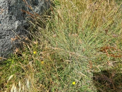 Sorghum leiocladum