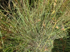 Sorghum leiocladum