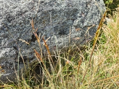 Sorghum leiocladum