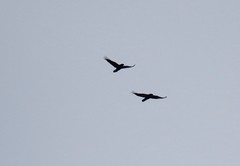 Corvus corax kamtschaticus