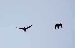 Corvus corax kamtschaticus