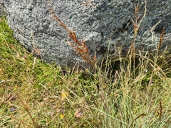 Sorghum leiocladum