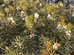 Hakea mitchellii