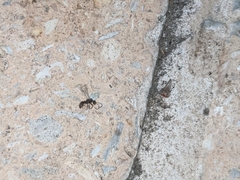 Apocrita