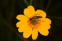 Lasianthaea podocephala