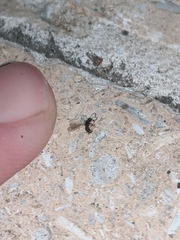 Apocrita