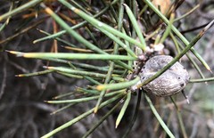 Hakea mitchellii