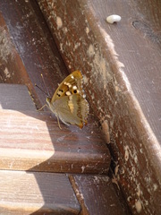 Apatura ilia clytie