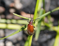 Metriolagria affinis