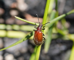 Metriolagria affinis