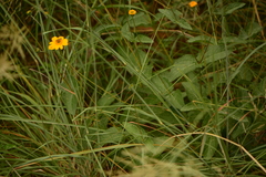 Lasianthaea podocephala