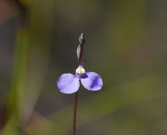 Comesperma defoliatum