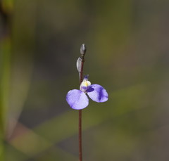 Comesperma defoliatum
