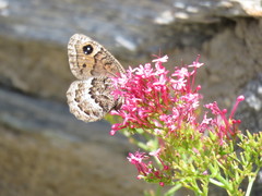 Satyrus actaea