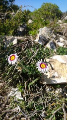 Felicia elongata