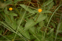 Lasianthaea podocephala