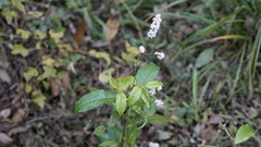 Persicaria maculosa