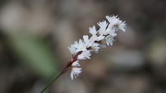 Persicaria maculosa