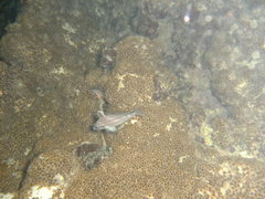 Pareques acuminatus