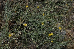 Chondrilla piptocoma