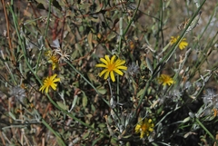 Chondrilla piptocoma