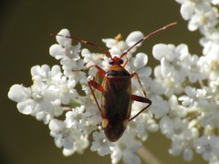 Adelphocoris vandalicus