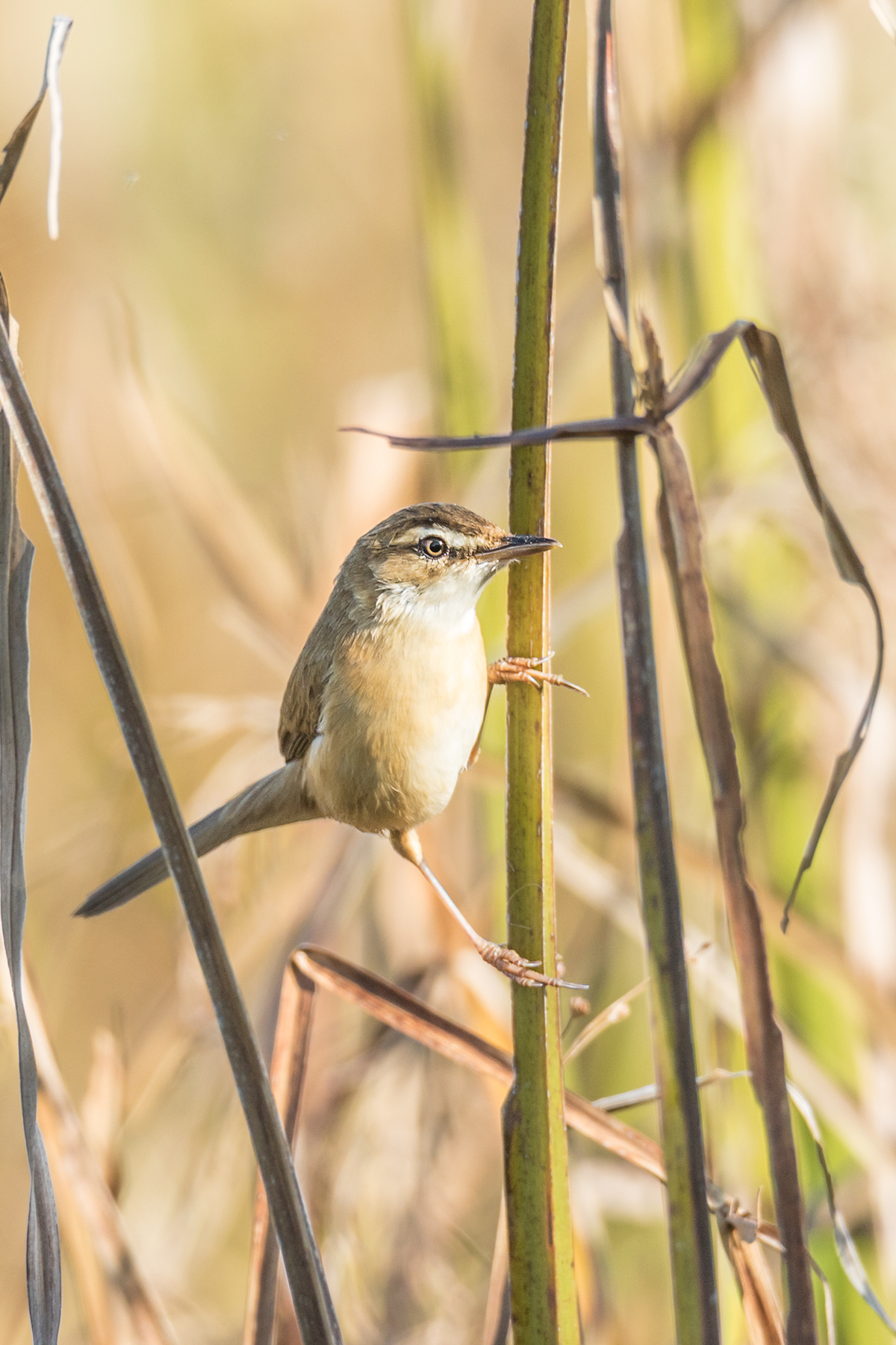 Manchurian Reed Warbler